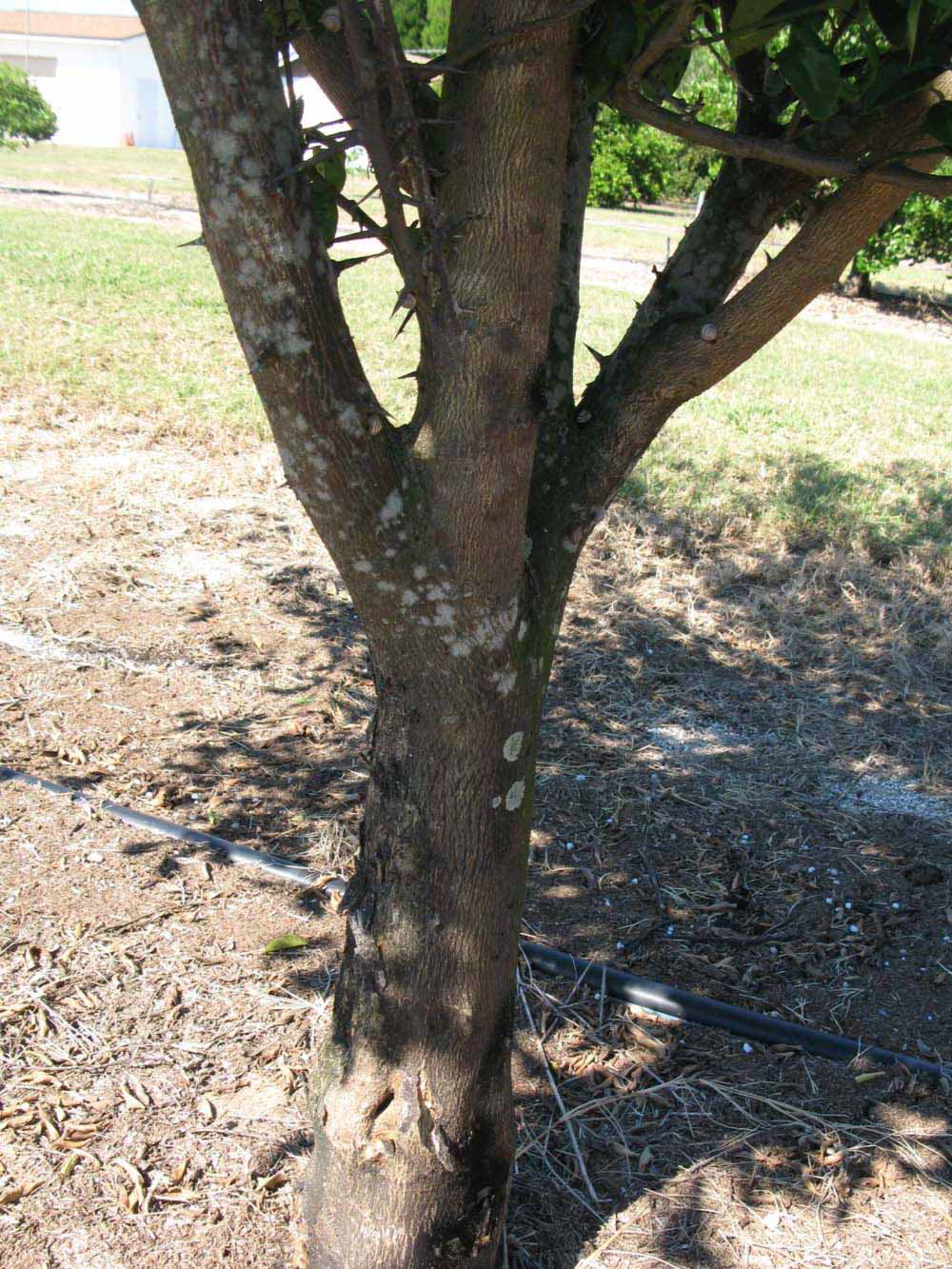            Bark (Winter Haven, FL)   